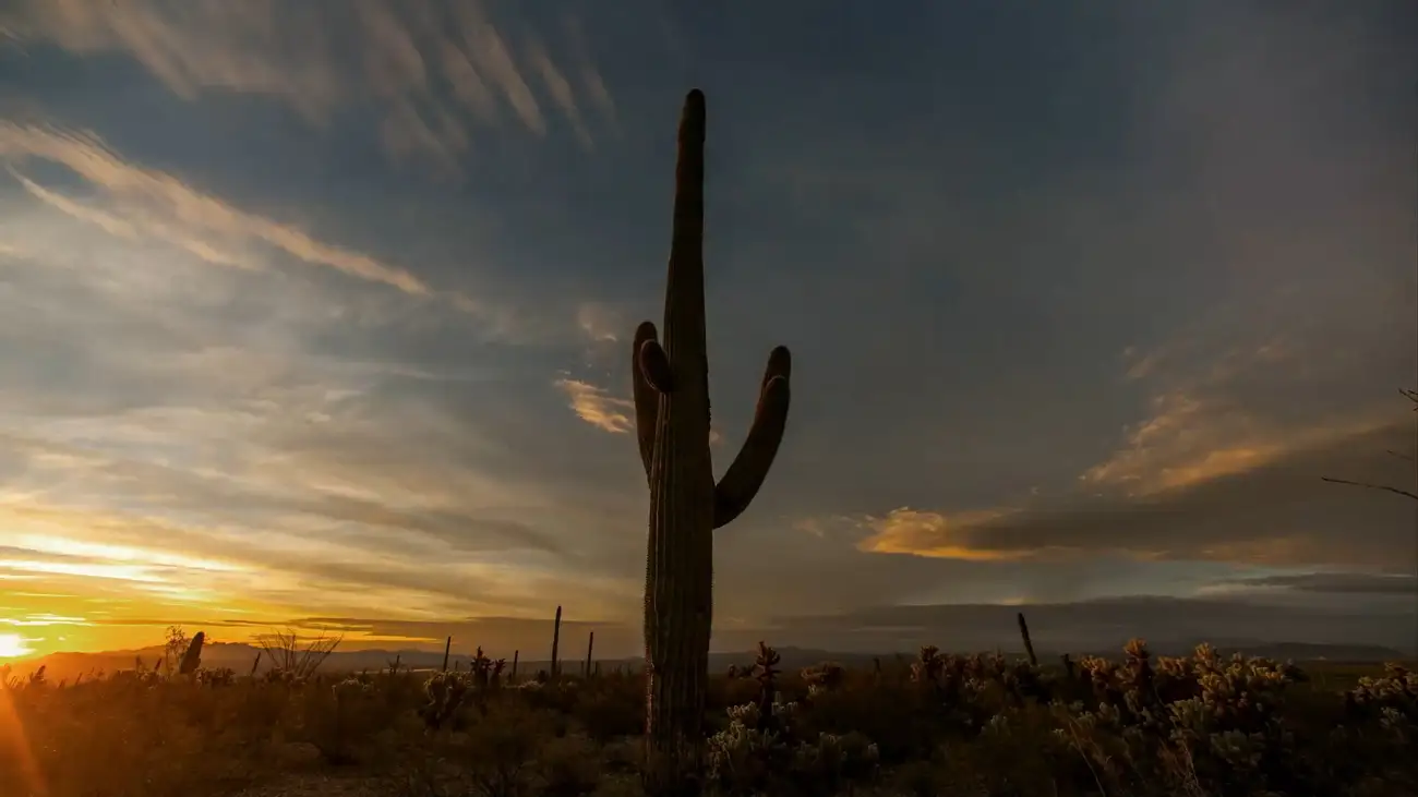 A large single cactus sillhouetted against the dusk sky in the Sonoran desert.