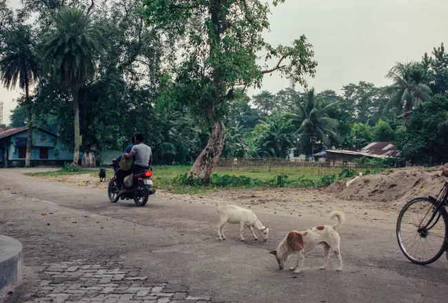 Majuli Island, Assam, India.