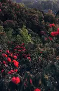 Bailidujuan Scenic Area - literally translated, "One hundred miles of azaleas."