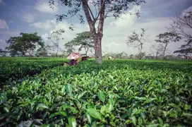 One of many tea gardens in Assam, India.