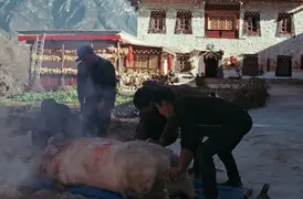 A Tibetan butcher leads his team to harvest all parts of a pig in preparation for the new year.