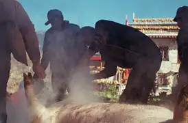 A Tibetan butcher leads his team to harvest all parts of a pig in preparation for the new year.