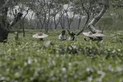 Several workers talk to a visitor at a vast tea plantation in Assam.