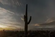 A large single cactus sillhouetted against the dusk sky in the Sonoran desert.